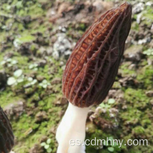 Seta de Morel cultivada / morilla secada / morchella negra conica